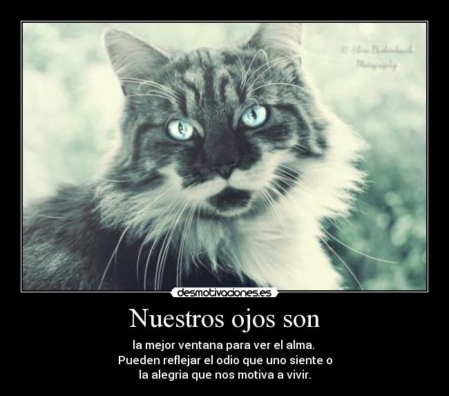Nuestros ojos son - la mejor ventana para ver el alma.
Pueden reflejar el odio que uno siente o
la alegria que nos motiva a vivir.