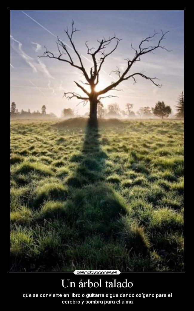 Un árbol talado - 