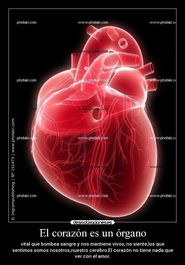 El corazón es un órgano - vital que bombea sangre y nos mantiene vivos, no siente,los que
sentimos somos nosotros,nuestro cerebro.El corazón no tiene nada que
ver con el amor.