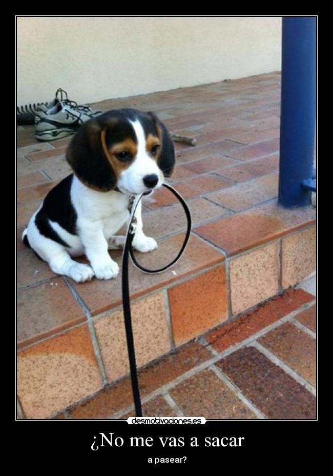 ¿No me vas a sacar - 