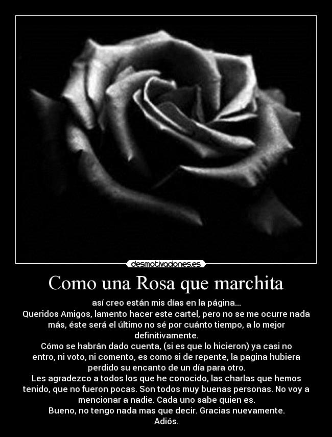 Como una Rosa que marchita - 