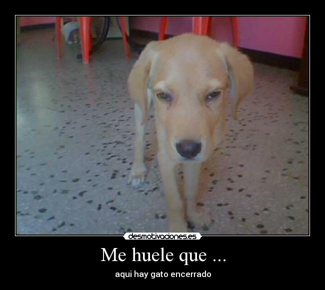 carteles gatosperro animales seriedad desmotivaciones