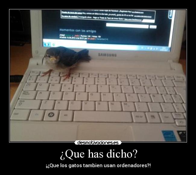 ¿Que has dicho? - ¡¿Que los gatos tambien usan ordenadores?!