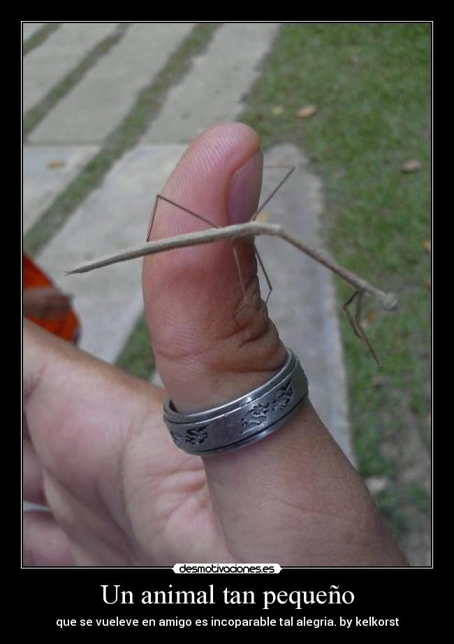 Un animal tan pequeño - 