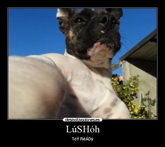 LúSHóh - TóÝ RéÁDý