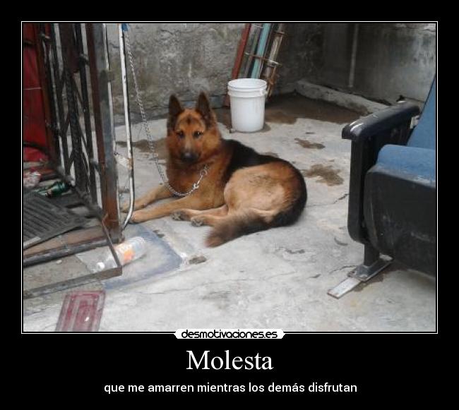Molesta - 