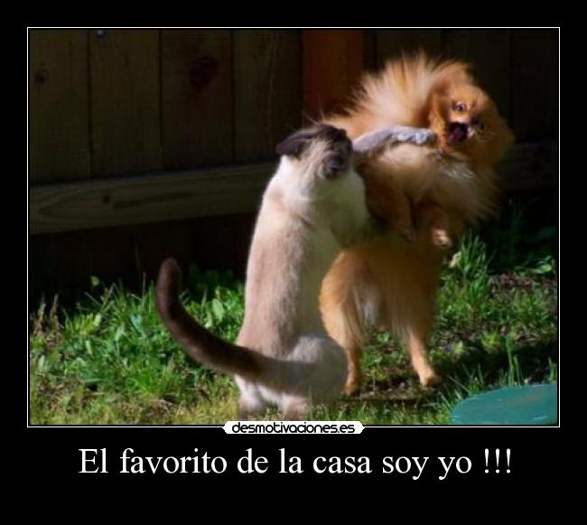 El favorito de la casa soy yo !!! -