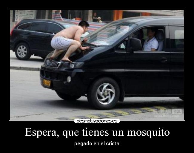 Espera, que tienes un mosquito - pegado en el cristal
