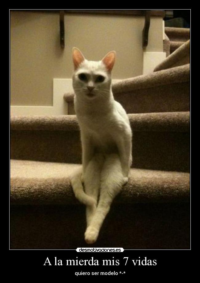carteles dice que los gatos tienen vidas elegi quedaba mas lindo desmotivaciones
