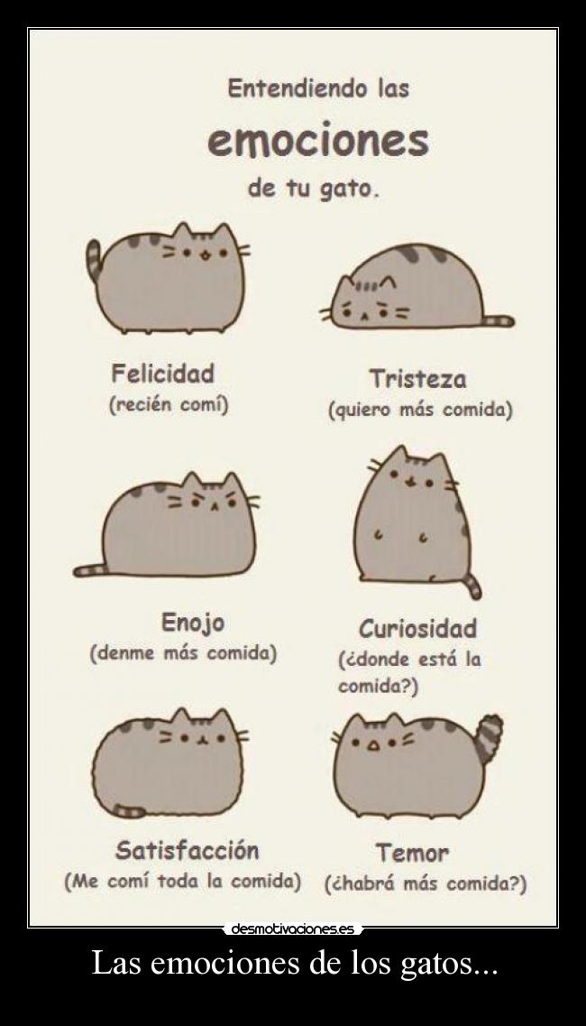 Las emociones de los gatos... - 