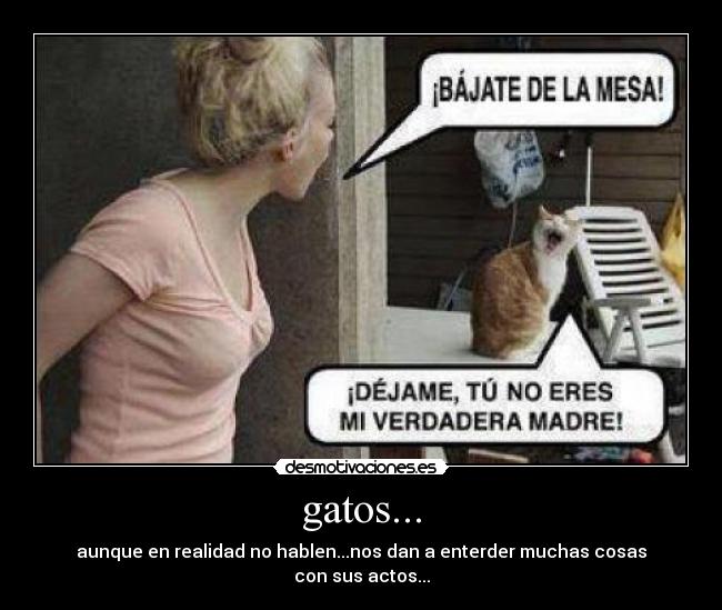 gatos... - aunque en realidad no hablen...nos dan a enterder muchas cosas
con sus actos...