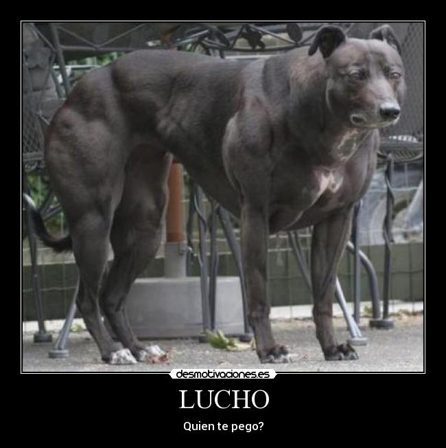 LUCHO - 