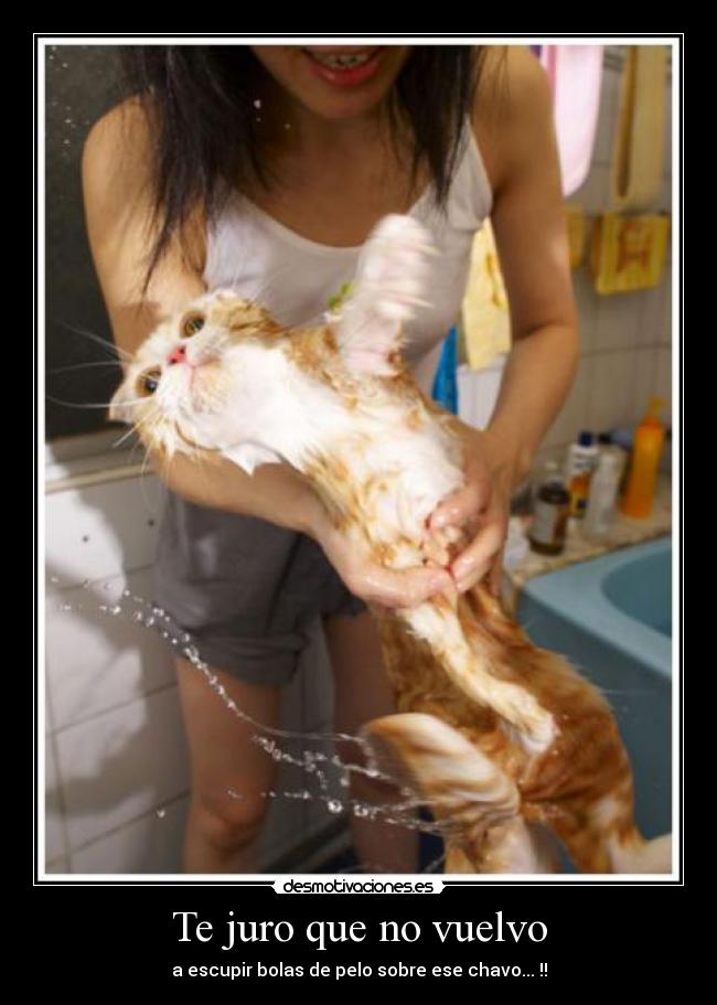 Te juro que no vuelvo - a escupir bolas de pelo sobre ese chavo... !!