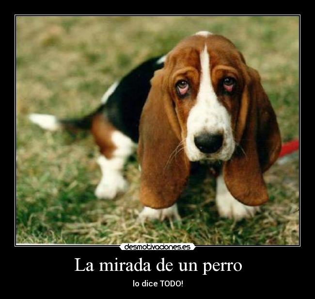 La mirada de un perro -