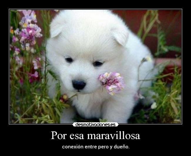 Por esa maravillosa - conexión entre pero y dueño.