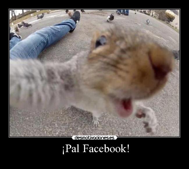 ¡Pal Facebook! -