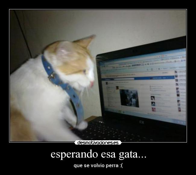 esperando esa gata... - que se volvio perra :(