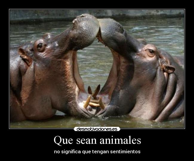 Que sean animales - no significa que tengan sentimientos