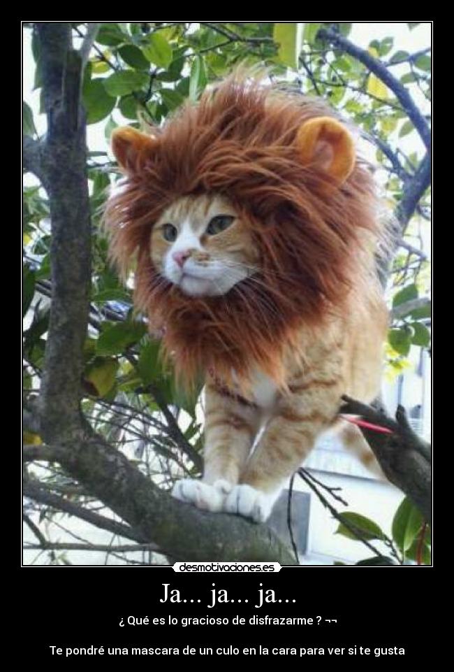 carteles gatossarcastico waltk gustara pero divierte desmotivaciones