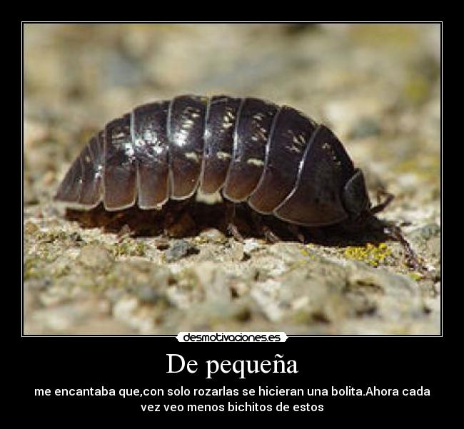 De pequeña - me encantaba que,con solo rozarlas se hicieran una bolita.Ahora cada
vez veo menos bichitos de estos