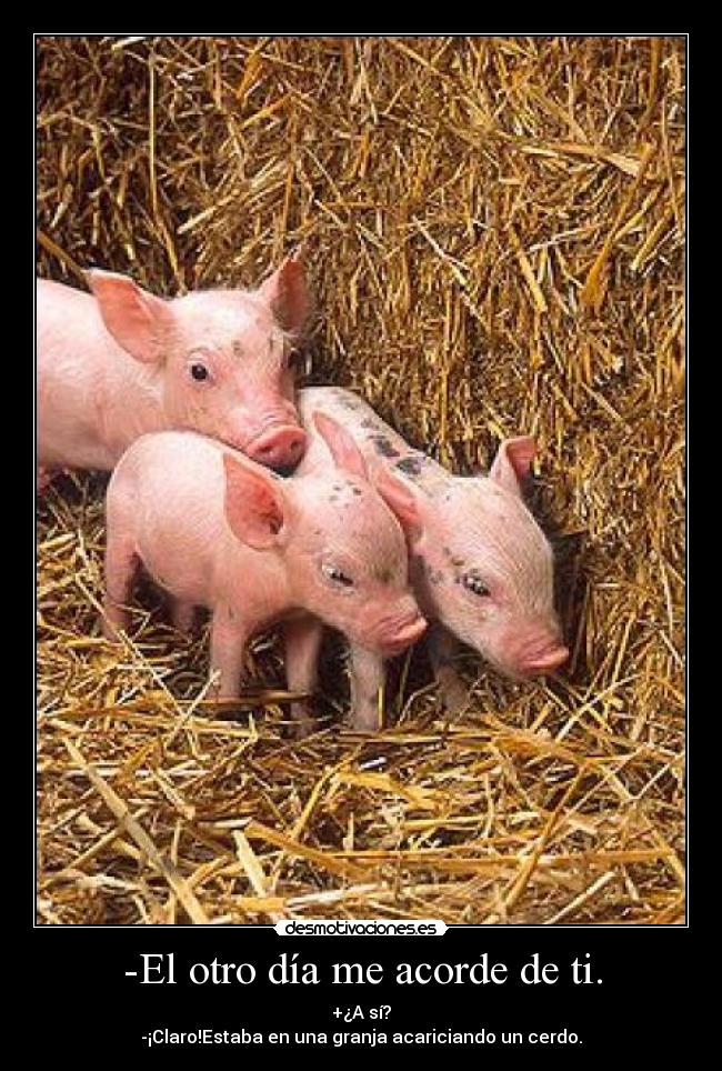 -El otro día me acorde de ti. - +¿A sí?
-¡Claro!Estaba en una granja acariciando un cerdo.
