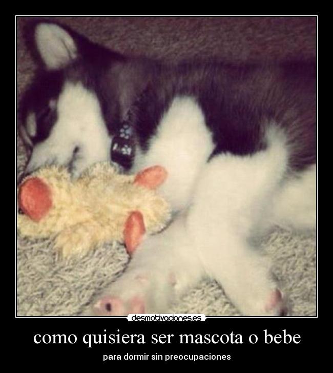como quisiera ser mascota o bebe - para dormir sin preocupaciones