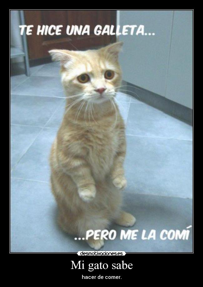 Mi gato sabe - hacer de comer.