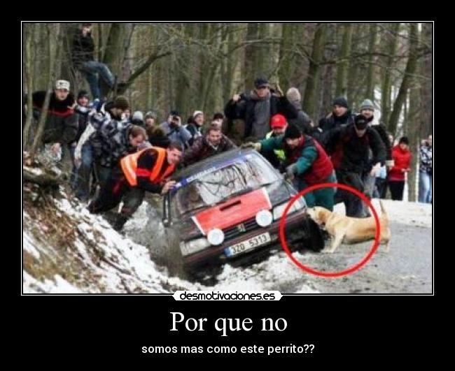 Por que no - somos mas como este perrito??