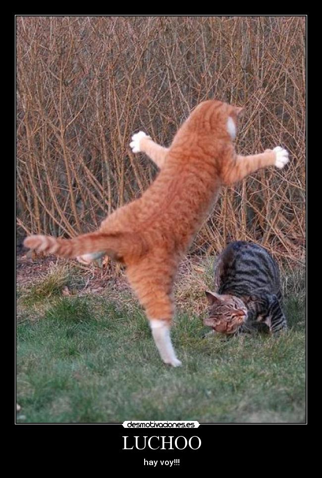 LUCHOO - hay voy!!!