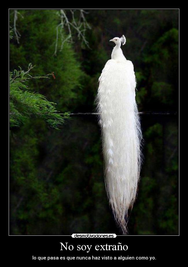 carteles verdad ejemplo vida animal desmotivaciones