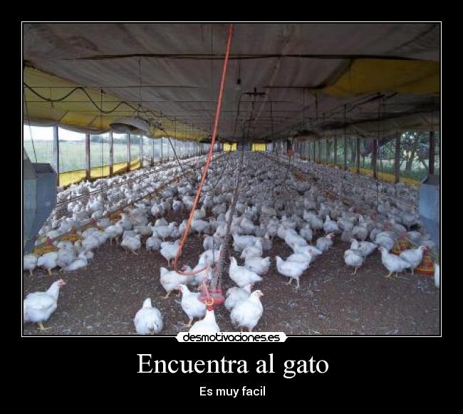 Encuentra al gato - Es muy facil