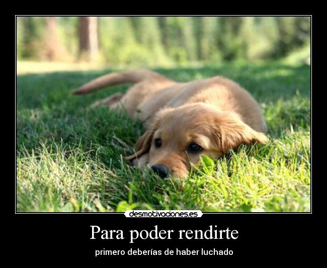 Para poder rendirte - primero deberías de haber luchado