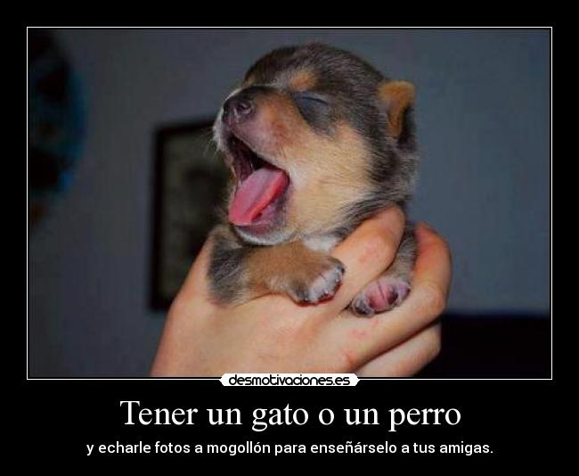 Tener un gato o un perro - y echarle fotos a mogollón para enseñárselo a tus amigas.