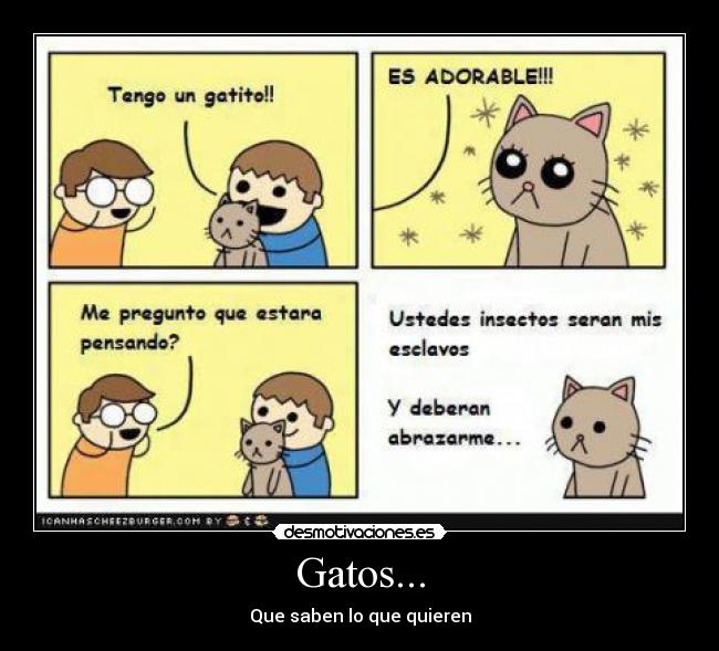 Gatos... - 