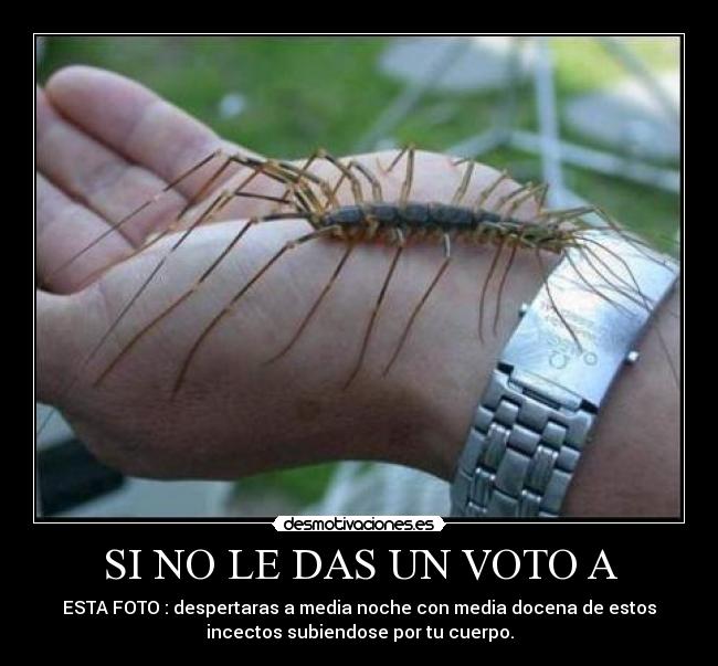 SI NO LE DAS UN VOTO A - ESTA FOTO : despertaras a media noche con media docena de estos
incectos subiendose por tu cuerpo.