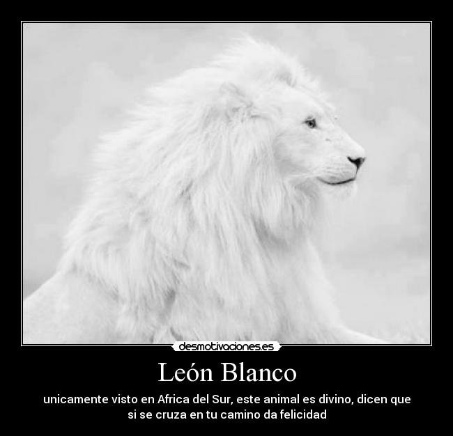 León Blanco - unicamente visto en Africa del Sur, este animal es divino, dicen que
si se cruza en tu camino da felicidad