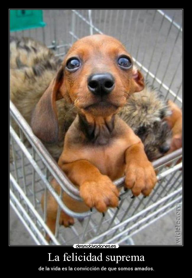 La felicidad suprema - 