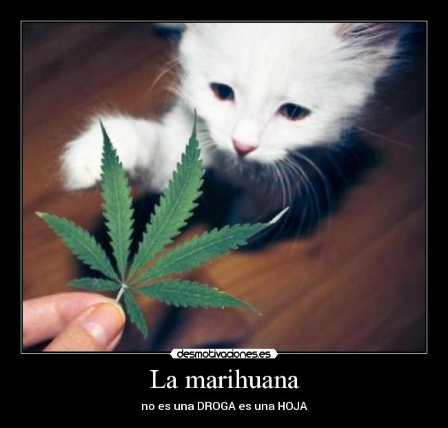 La marihuana - no es una DROGA es una HOJA