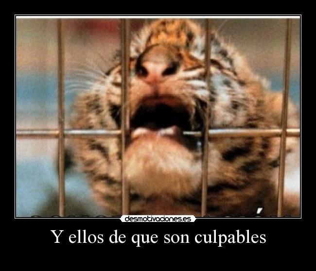 Y ellos de que son culpables -