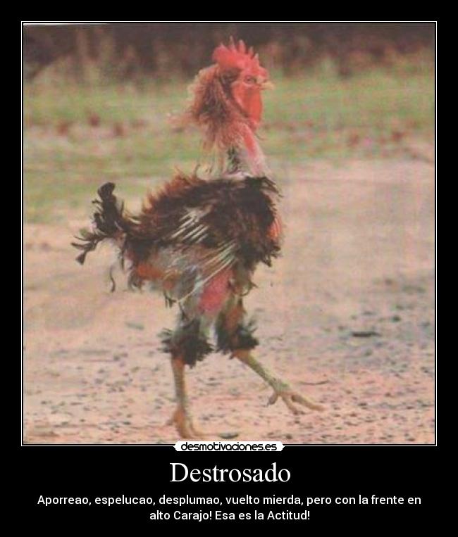 Destrosado - Aporreao, espelucao, desplumao, vuelto mierda, pero con la frente en
alto Carajo! Esa es la Actitud!