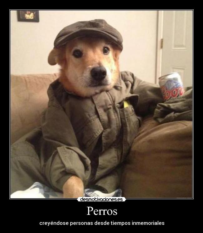 Perros -