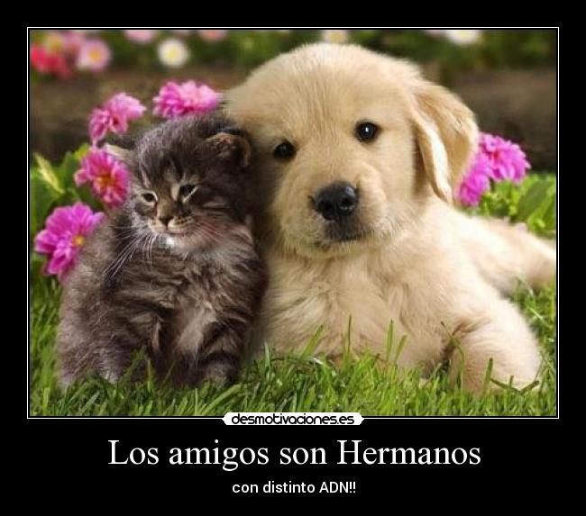 Los amigos son Hermanos - 