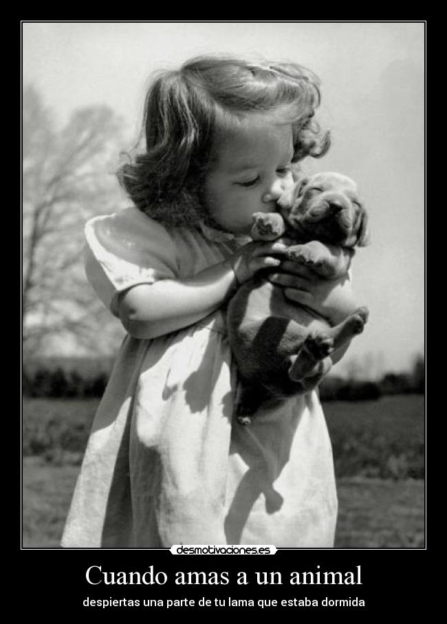 Cuando amas a un animal - despiertas una parte de tu lama que estaba dormida