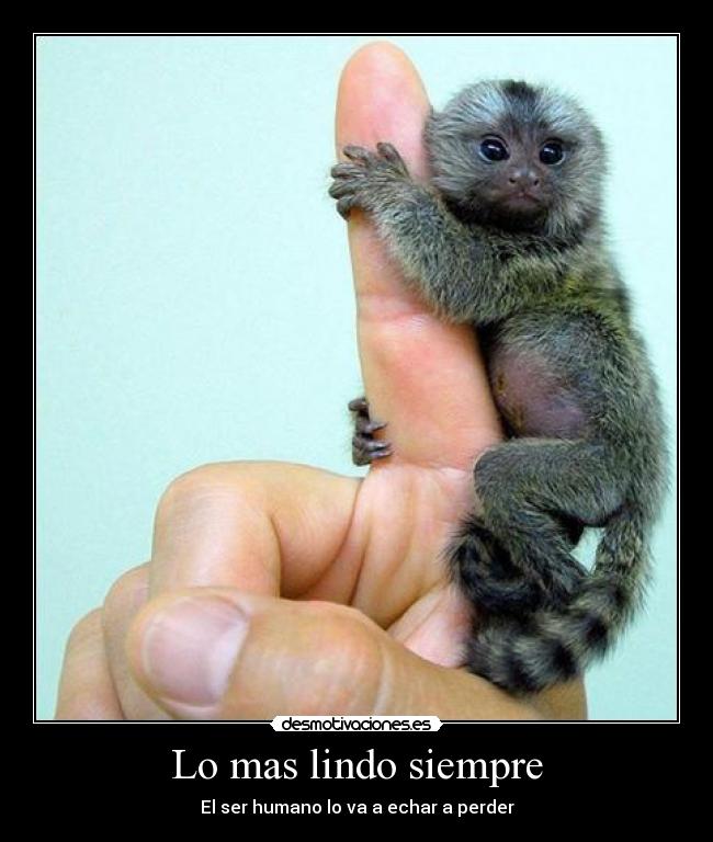 Lo mas lindo siempre - El ser humano lo va a echar a perder