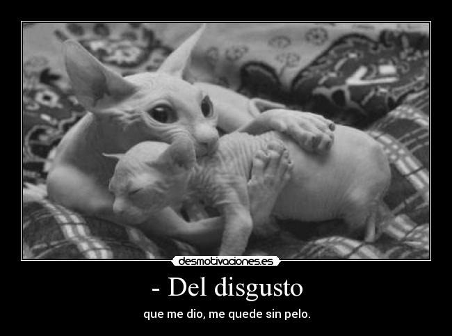 - Del disgusto - que me dio, me quede sin pelo.