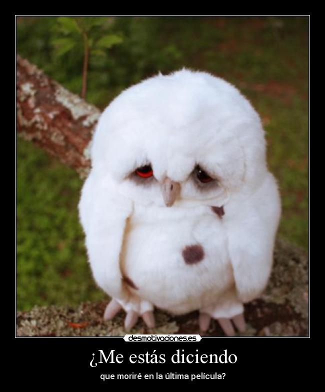 ¿Me estás diciendo -