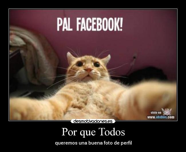 carteles gatitos desmotivaciones