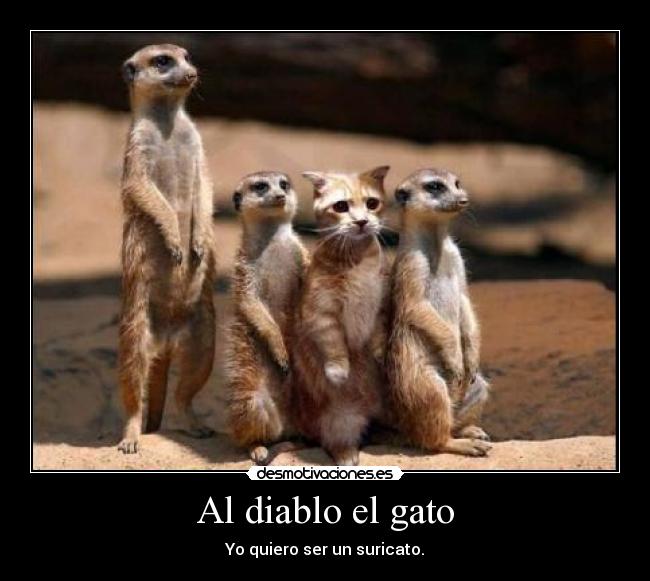 Al diablo el gato - Yo quiero ser un suricato.