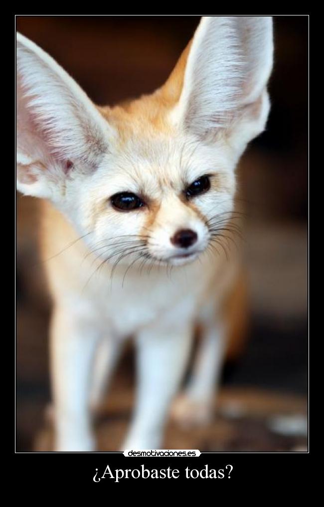 ¿Aprobaste todas? -