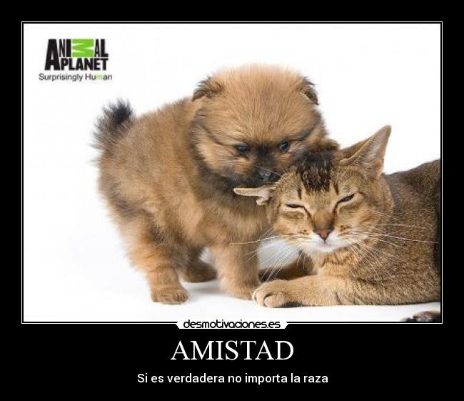 AMISTAD - Si es verdadera no importa la raza